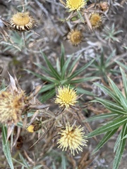 Asteraceae