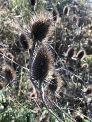 Dipsacus fullonum