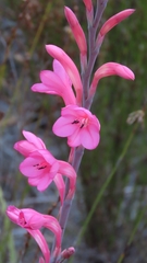Watsonia coccinea