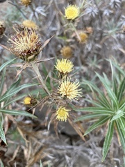 Asteraceae