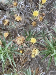 Asteraceae
