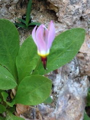 Primula pauciflora zionensis