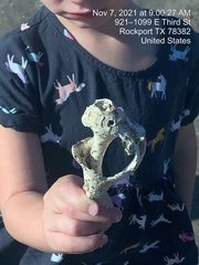 Sinistrofulgur pulleyi