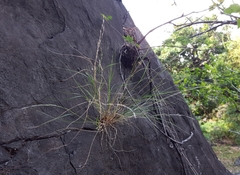Aristida adscensionis