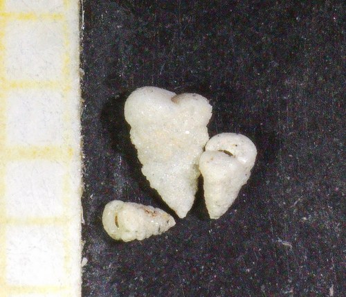 Textularia agglutinans observed 2021-08-23