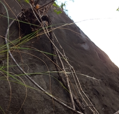 Aristida adscensionis