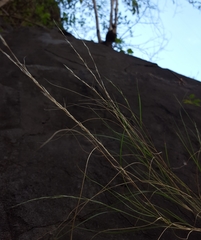 Aristida adscensionis