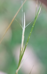 Aristida adscensionis