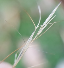 Aristida adscensionis