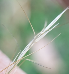 Aristida adscensionis
