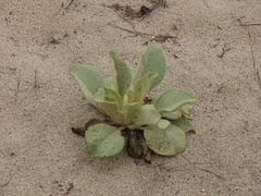 Verbascum litigiosum