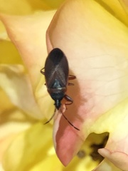 Gastrodes pacificus