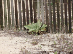 Verbascum litigiosum