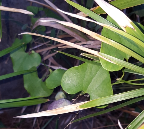 Aristolochia image