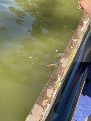 Hypostomus
