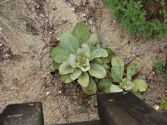 Verbascum litigiosum