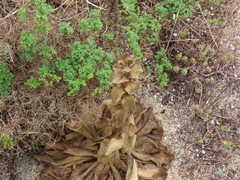 Verbascum litigiosum