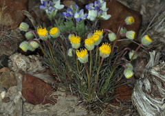 Erigeron bloomeri bloomeri