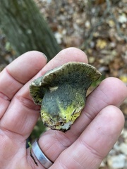 Hypomyces luteovirens