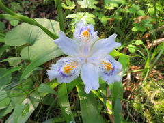 Iris japonica