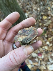 Hypomyces luteovirens