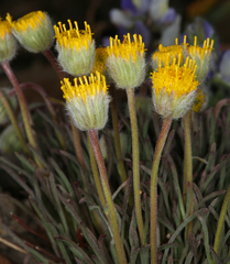 Erigeron bloomeri bloomeri