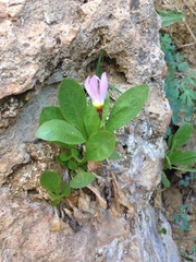 Primula pauciflora zionensis