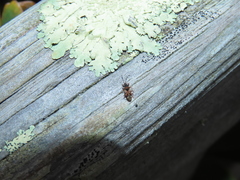 Scolopostethus decoratus