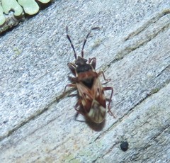 Scolopostethus decoratus