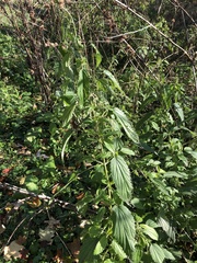 Urtica dioica