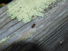 Scolopostethus decoratus