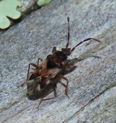 Scolopostethus decoratus