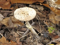 Amanita citrina