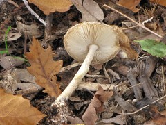 Amanita citrina