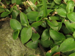 Callisia gracilis