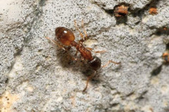 Temnothorax nigriceps