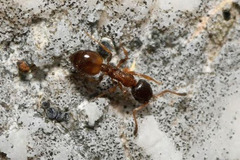 Temnothorax nigriceps