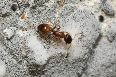 Temnothorax nigriceps