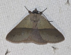 Ophyx ochroptera