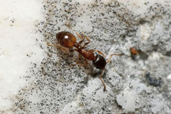 Temnothorax nigriceps