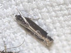 Chaliniastis astrapaea