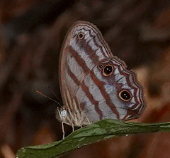 Scriptor sphenophorus