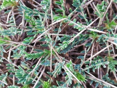 Astragalus balearicus