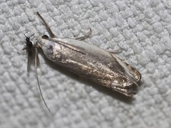 Plectophila micradelpha