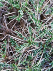 Astragalus balearicus