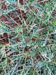 Astragalus balearicus