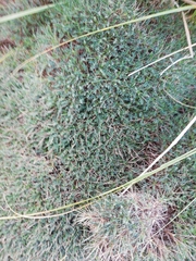 Astragalus balearicus