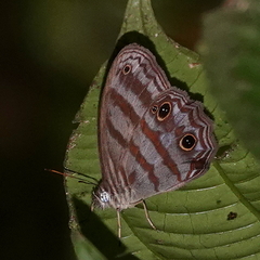 Scriptor sphenophorus