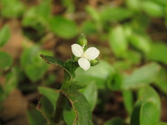 Callisia gracilis