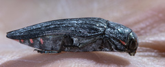 Buprestis lyrata